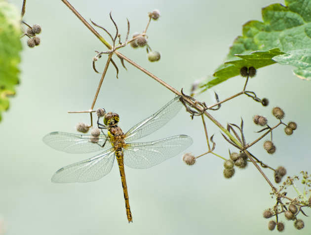 A dragonfly on a branch