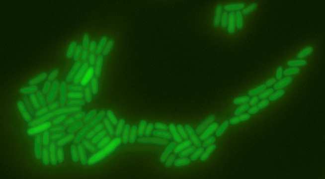 light bulb cells