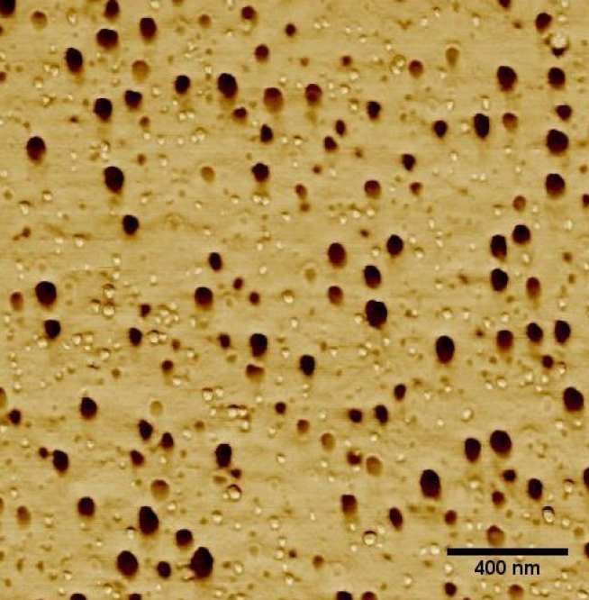 Atomic force microscope (AFM) phase image of hybrid core-shell rubber particle- and nanosilica-modified epoxy