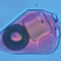 Determination of Cu, Mo, Au and S in fluid inclusions