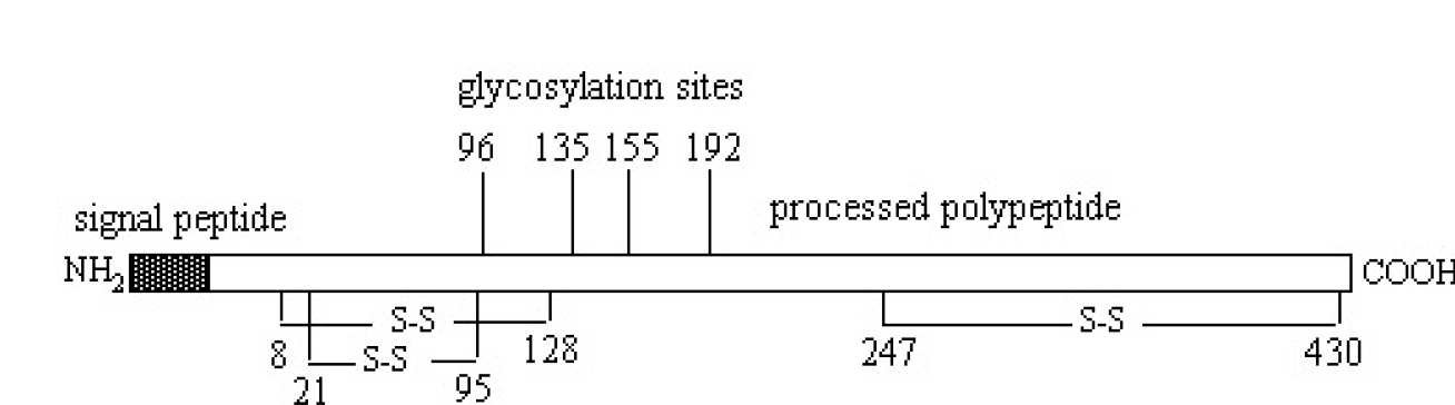 Structural organisation of the antithrombin protein 