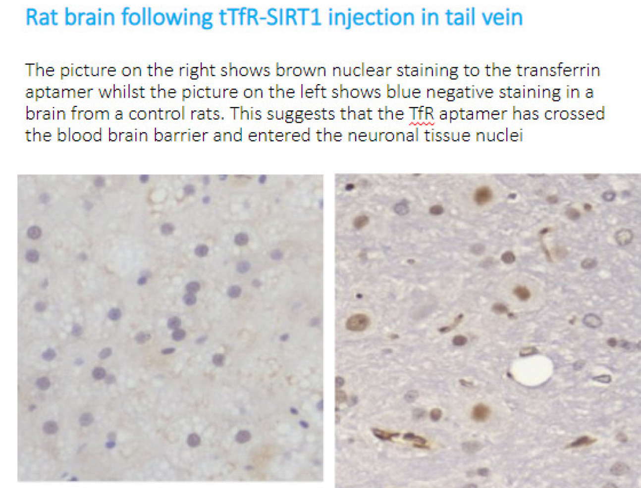 Rat brain scans