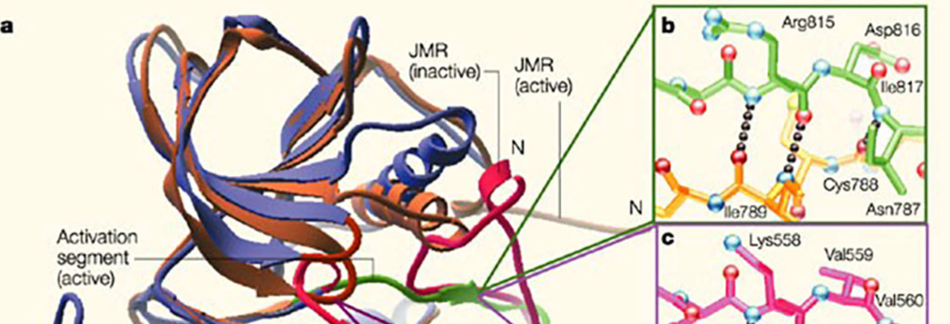 Receptor signalling