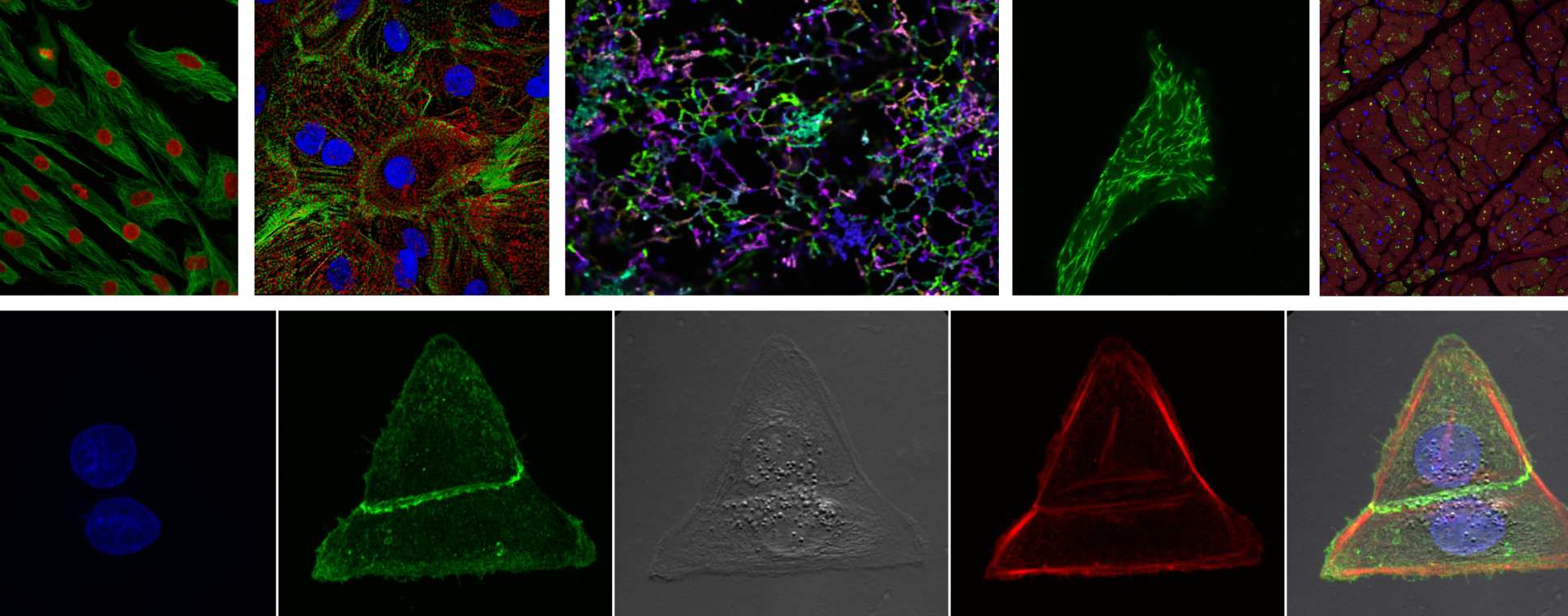 Composite microscopic images taken using FILM microscopic equipment