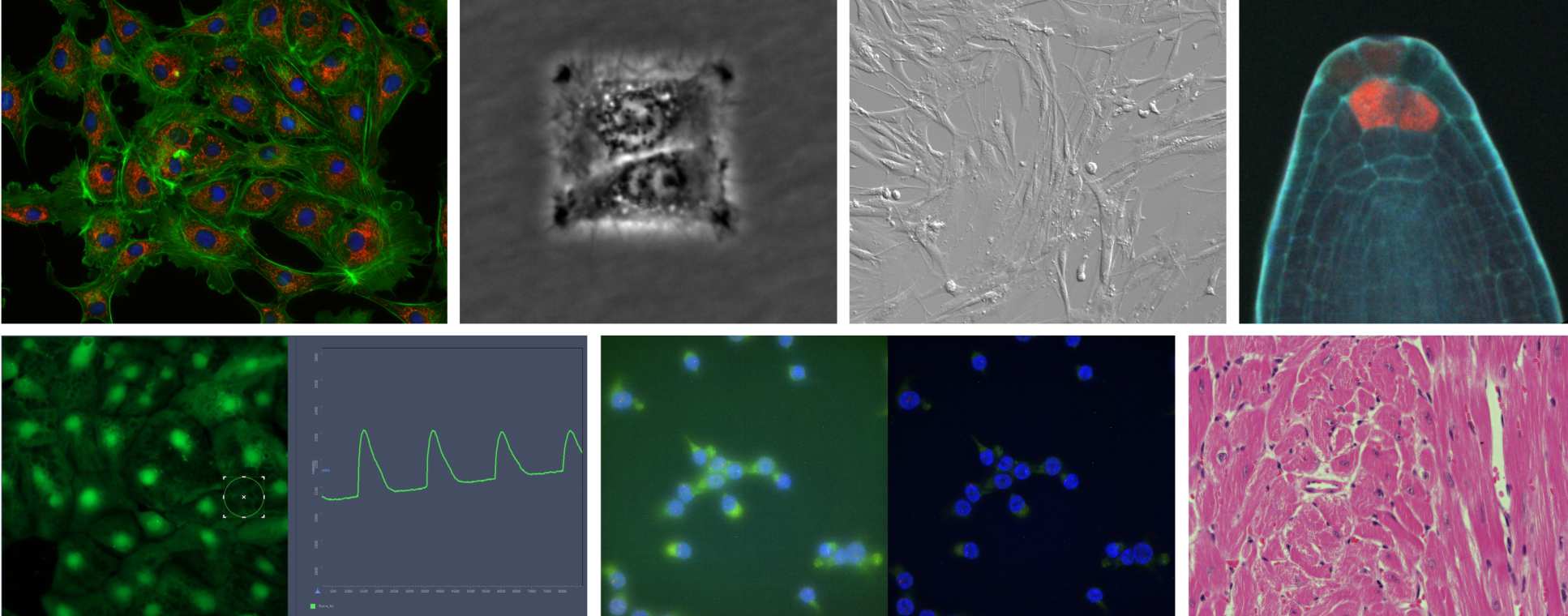 Composite microscopic images taken using FILM microscopic equipment