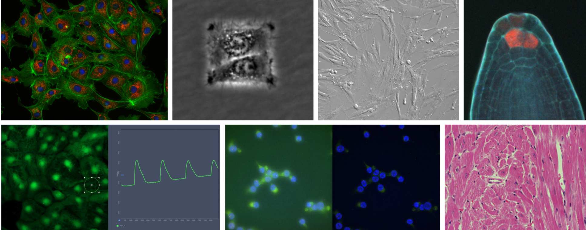 Composite microscopic image taken using FILM equipment