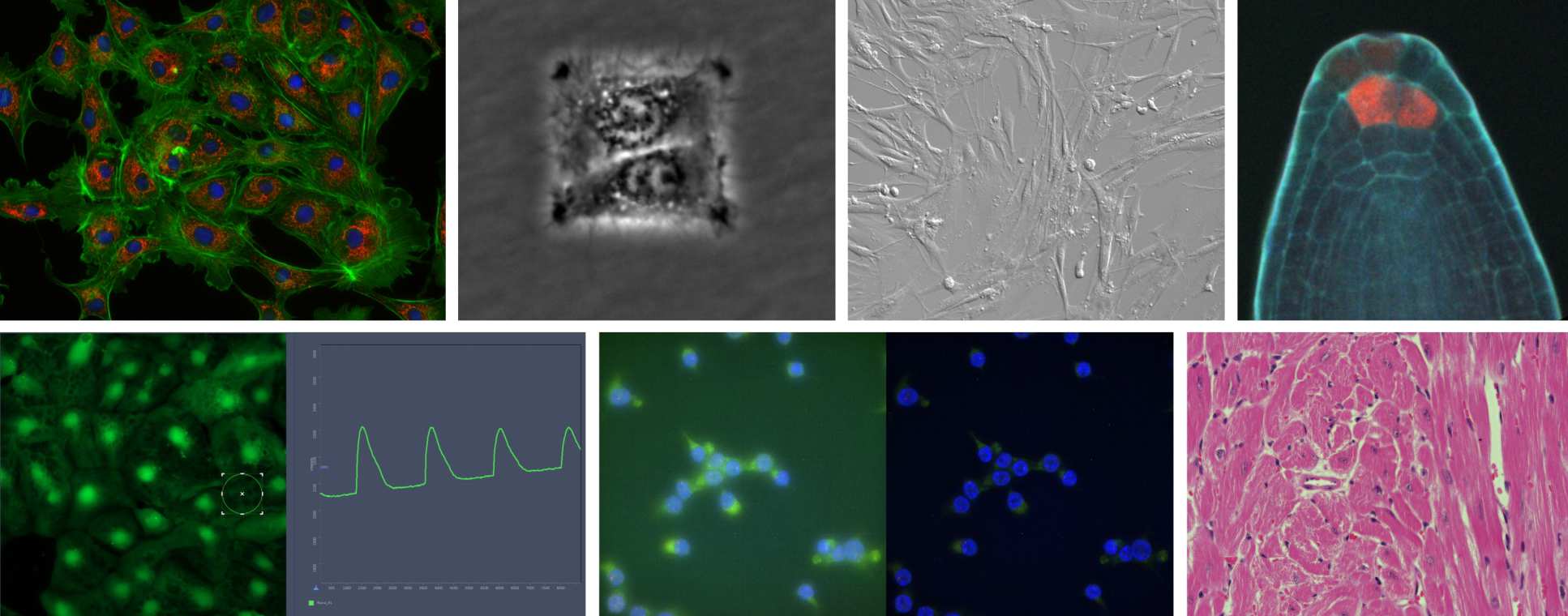 Composite microscopic images taken using FILM microscopic equipment