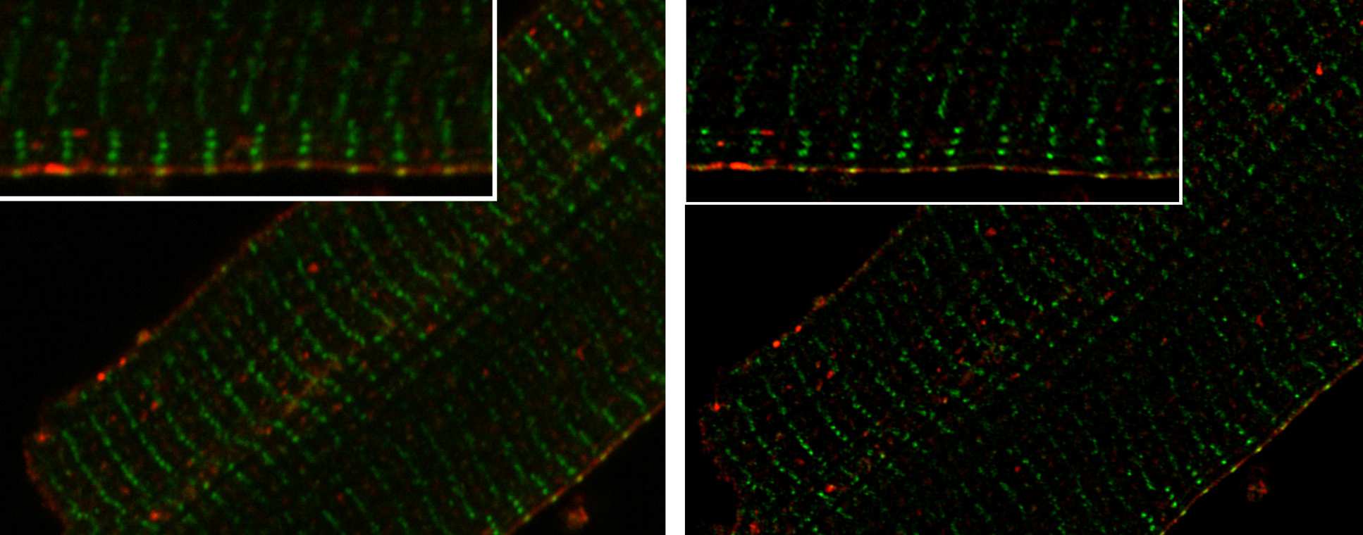 Composite microscopic images taken using FILM microscopic equipment