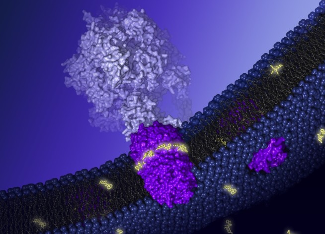 Inhibition of the ATP synthase of Mycobacterium tuberculosis by the antibiotic bedaquiline