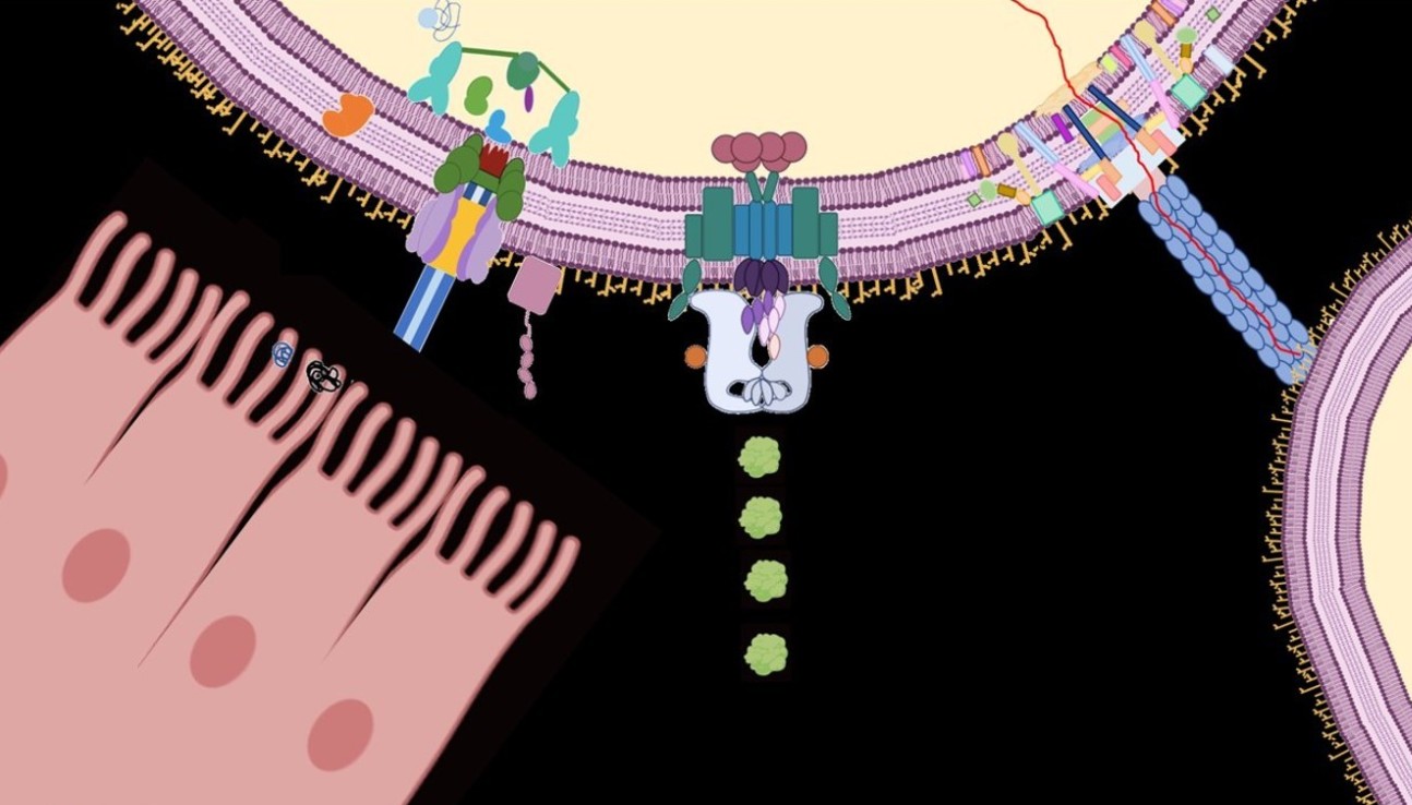 art in science Representation of three different secretion systems