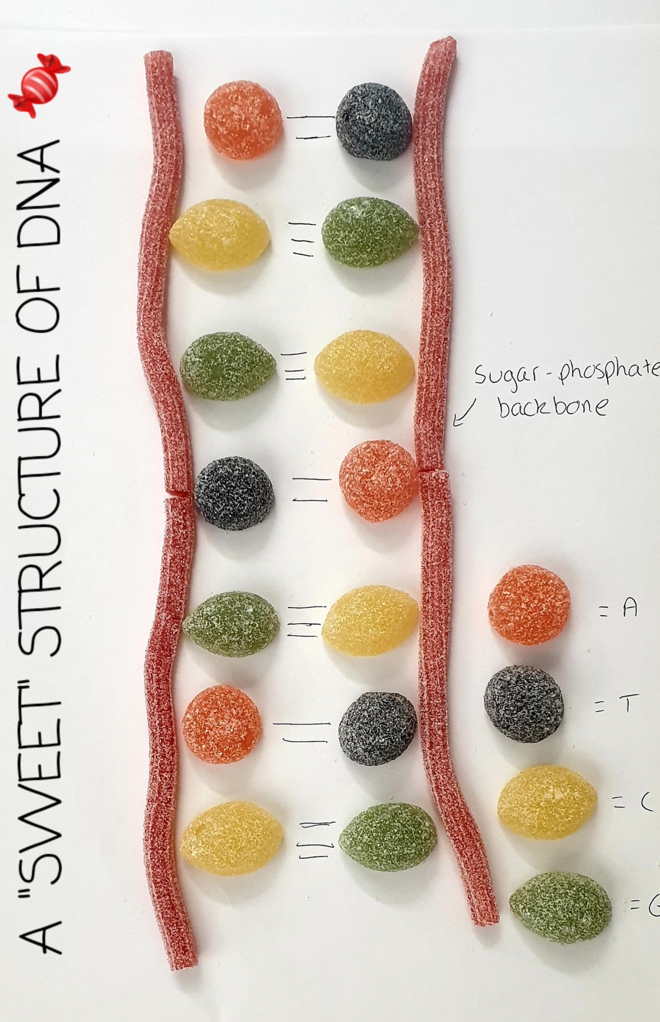 Art in science jelly tots explaining structure of DNA