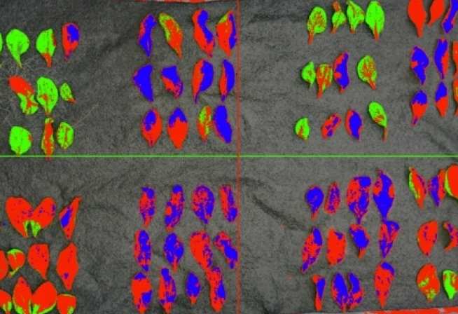 Spectral image of plant leaves showing pathogen and nutrient stress