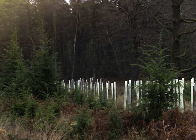 Forest in the UK in Autumn, with saplings