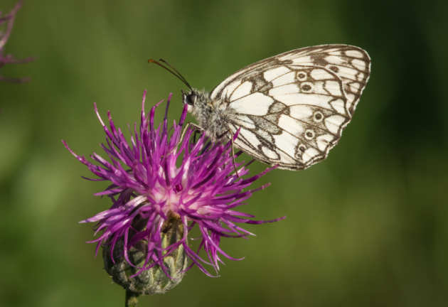 butterfly