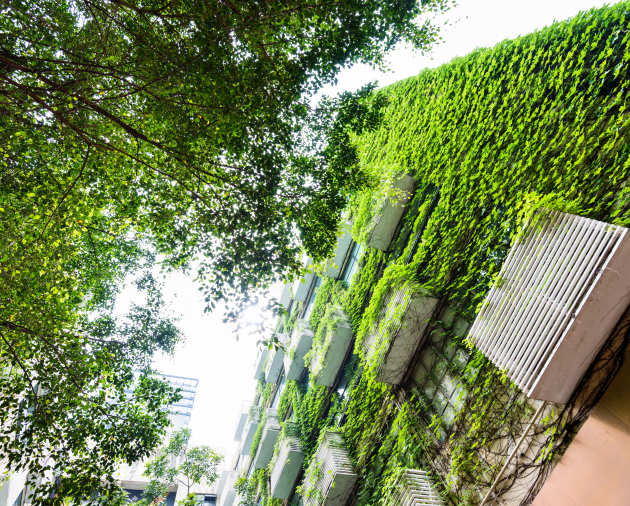 View of a building covered in greenery, with a tree next to it, from below