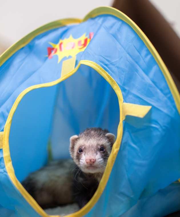 Ferret with environmental enrichment