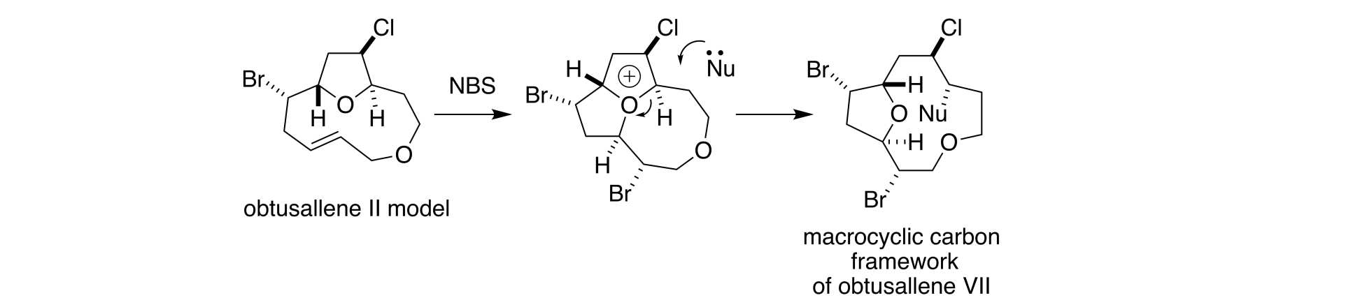 Bromonium-Ion Induced Transannular Oxonium Ion Formation-Fragmentation in Model Obtusallene Systems and Structural Reassignment of Obtusallenes V-VII