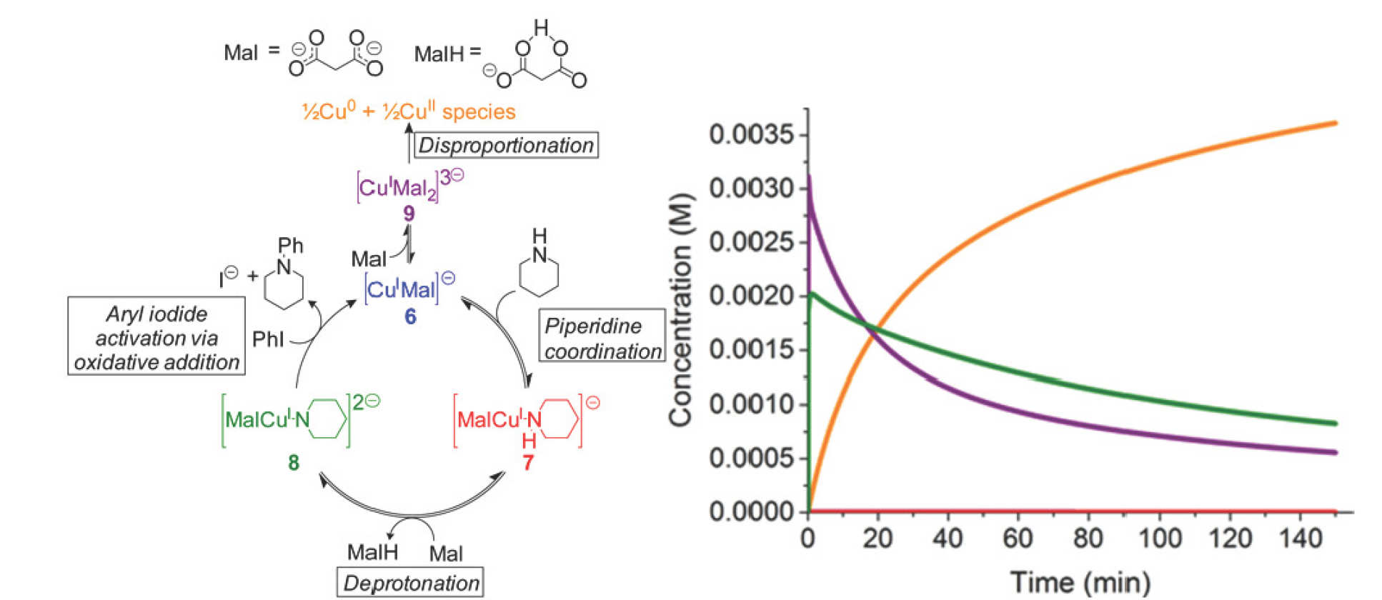 Summary scheme for paper: Mechanistic Studies on the Copper-Catalyzed N-Arylation of Alkylamines Promoted by Organic Soluble Ionic Bases