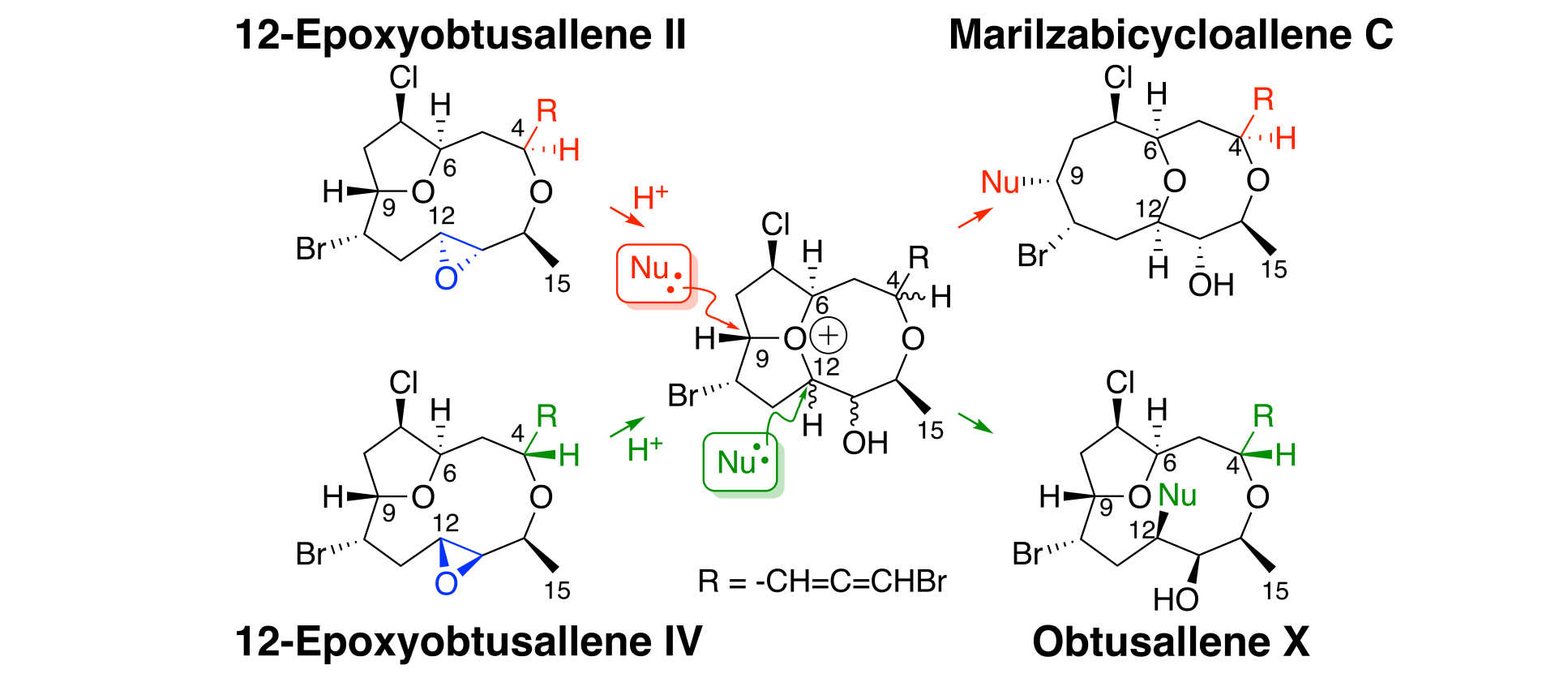 Summary scheme for paper: Epimeric Face-Selective Oxidations and Diastereodivergent Transannular Oxonium Ion Formation Fragmentations