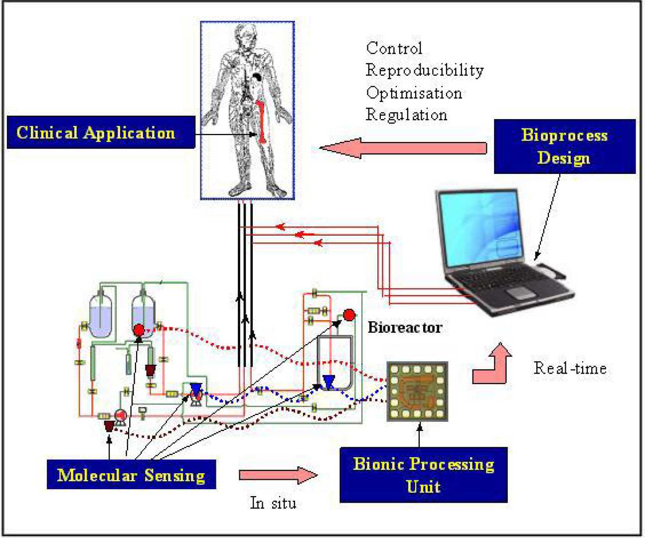 Flow diagram of stem cell bioprocessing