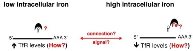 Iron control of mRNA stability in T. brucei