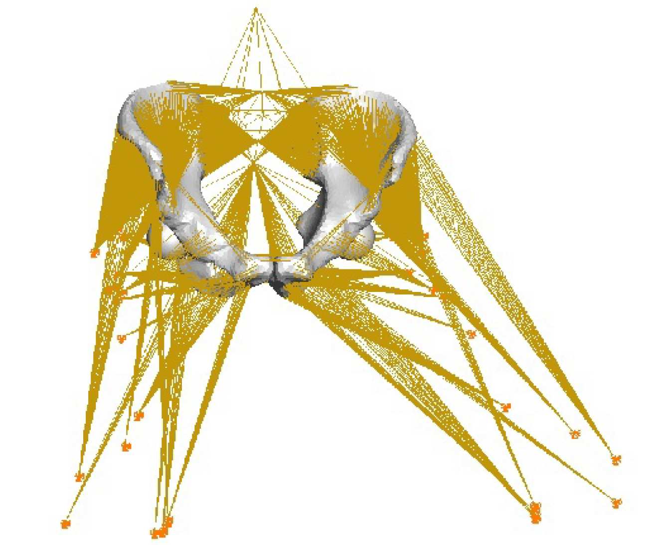   Free boundary condition model of the pelvis