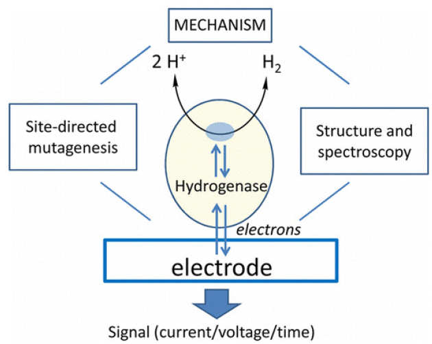 Guiding Principles of Hydrogenase Catalysis Instigated and Clarified by Protein Film Electrochemistry