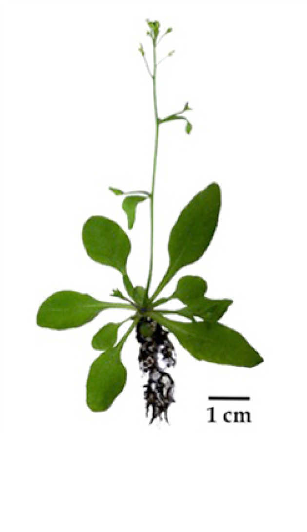 arabidopsis