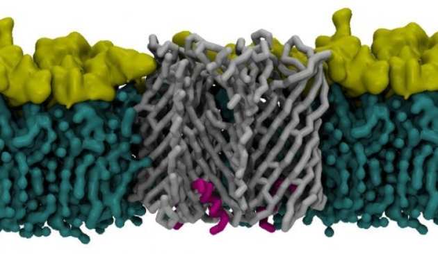 A new class of hybrid secretion system is employed in Pseudomonas amyloid biogenesis