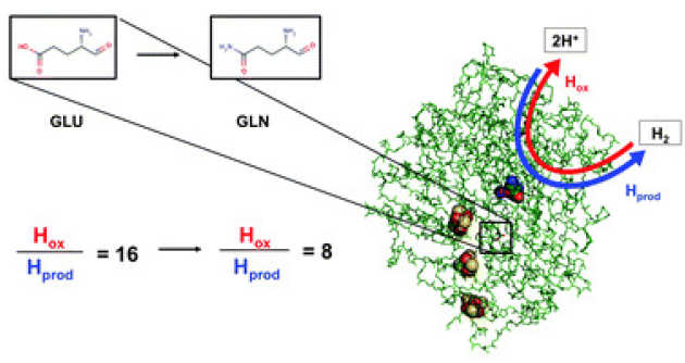 Re-engineering a NiFe hydrogenase to increase the H2 production bias while maintaining native levels of O2 tolerance