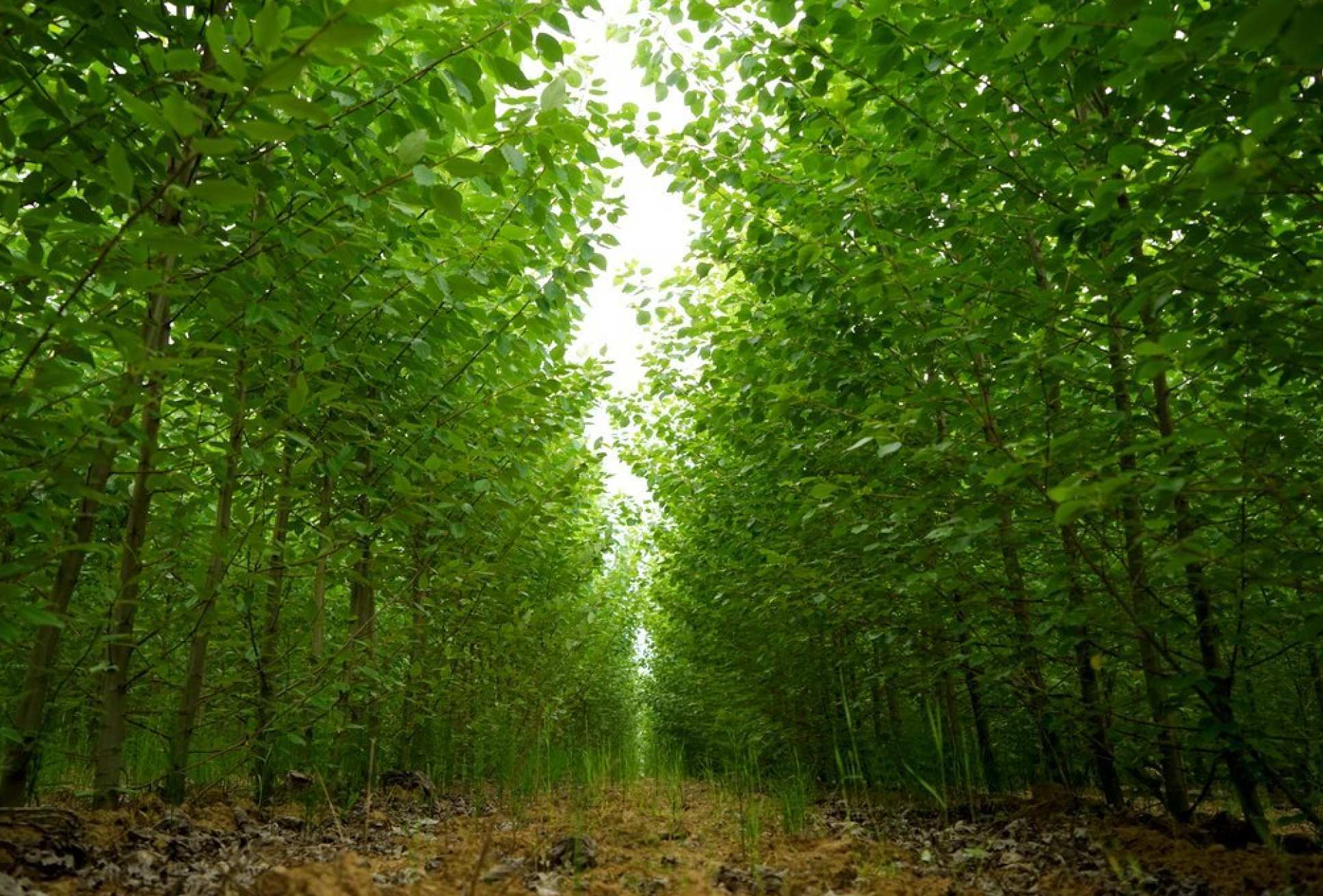 Poplar plantation