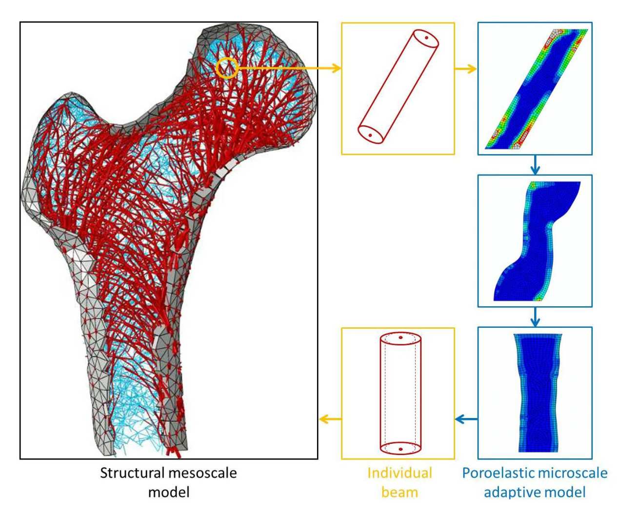 poroelastic