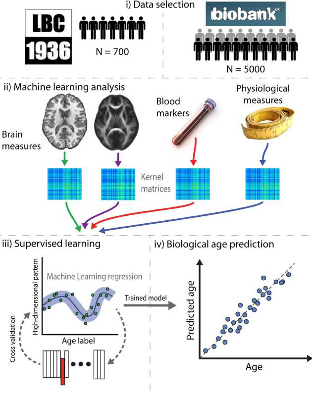 brain slices