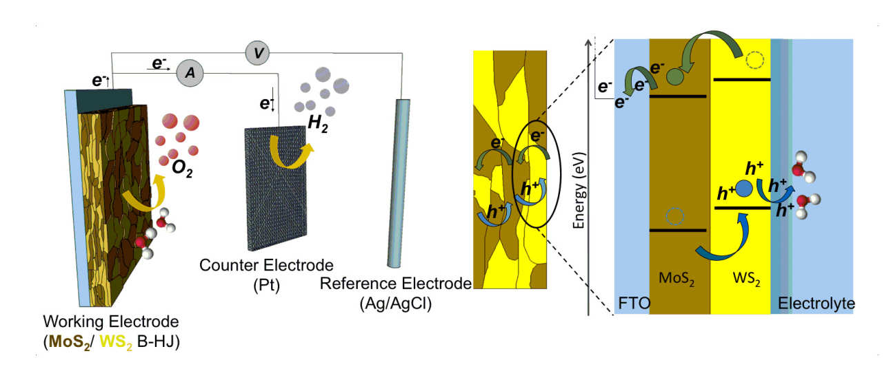 MoS2/WS2 Heterostructures