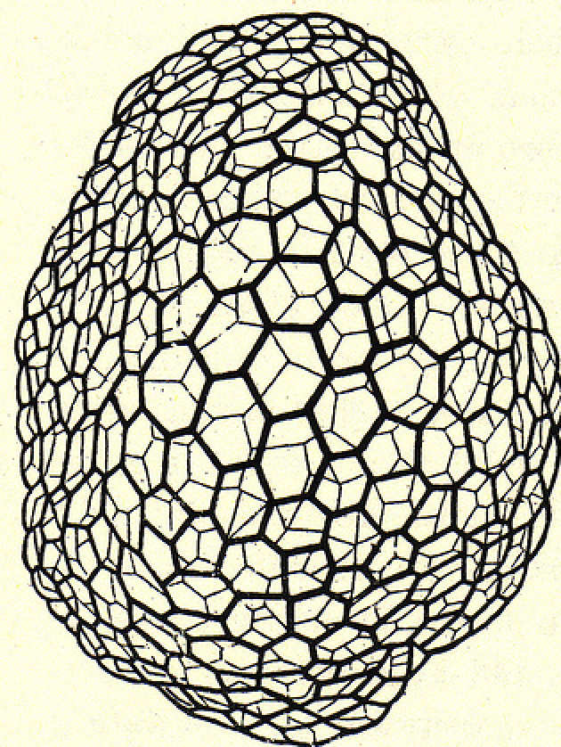 reticulum