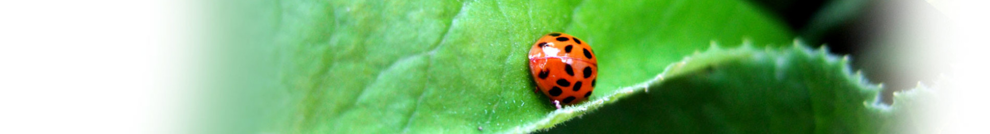 Ladybird on leaf