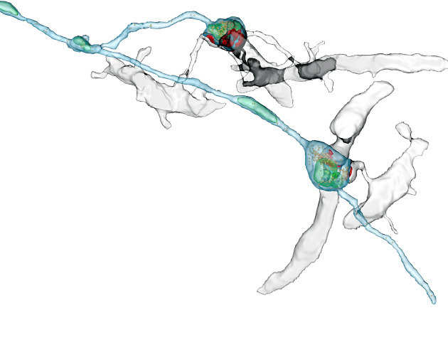 synaptic plasticity