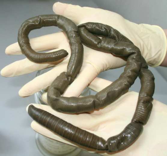 The giant Gippsland earthworm (Megascolides australis)