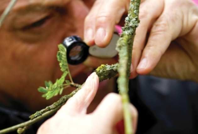 viewing lichen