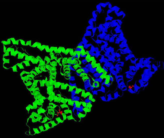 Structure of HSA dimer - surface thiols in red