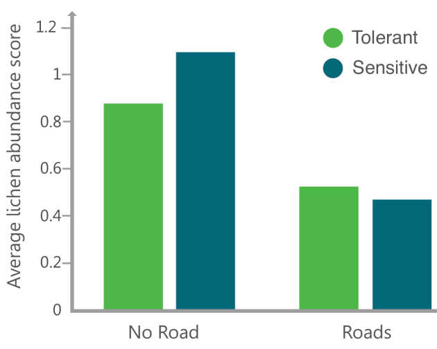 roads_lichen_graph