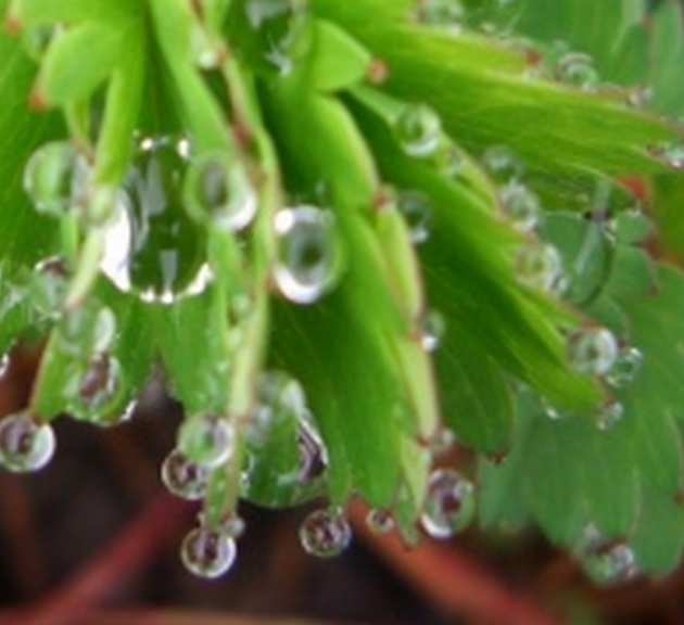 droplets