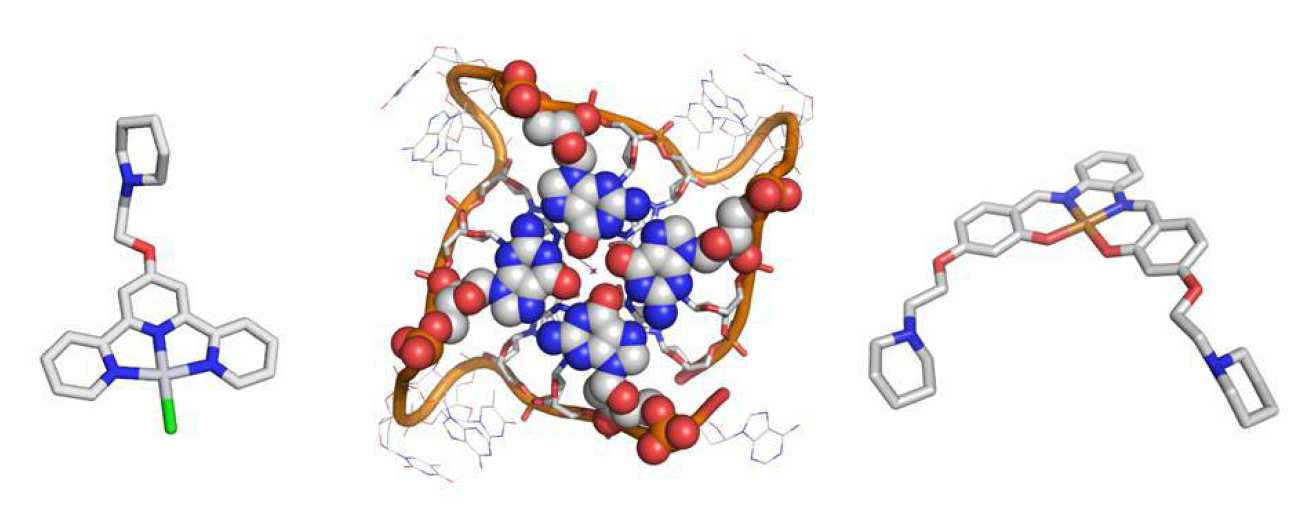 Quadruplexes DNA