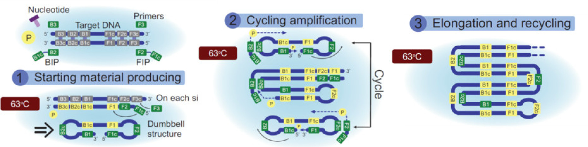 PCR pathway