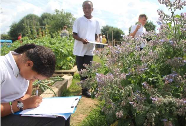 pollination survey group