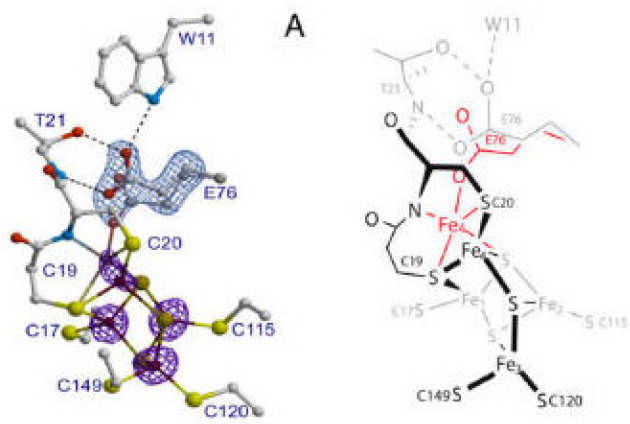 X-ray crystallographic and computational studies of the O2-tolerant