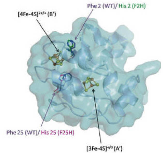 Theoretical and experimental investigation of surface-confined two-center metalloproteins by large-amplitude Fourier transformed ac voltammetry