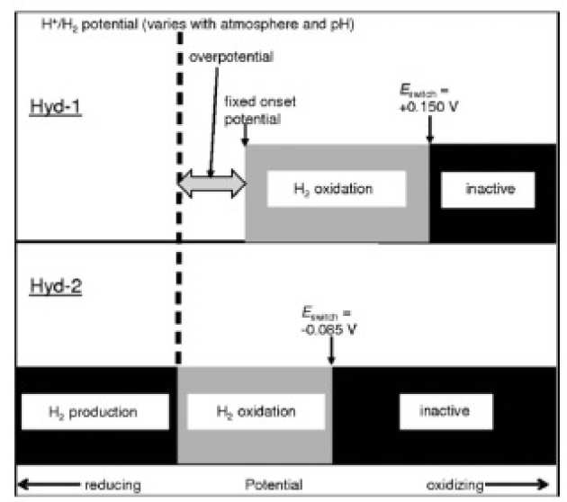 How Escherichia coli is equipped to oxidize hydrogen under different redox conditions