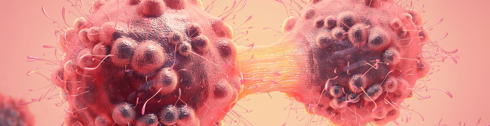 3d illustration of a cancer cell in the process of mitosis