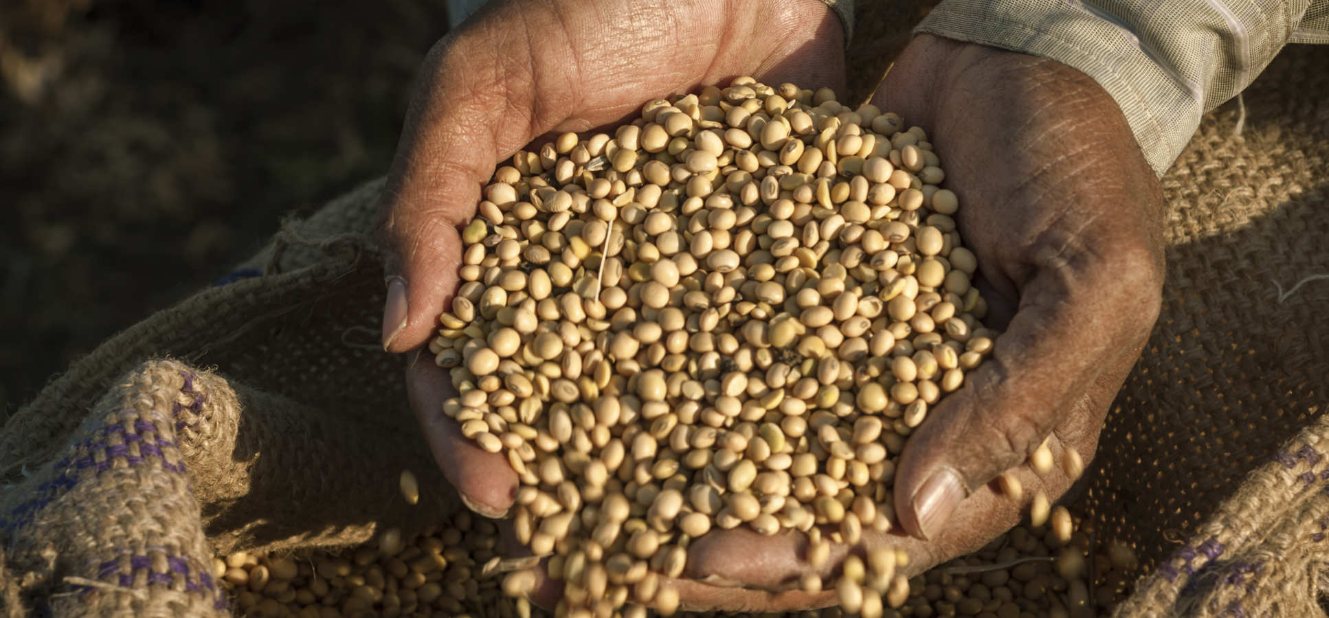 Handful of lentils